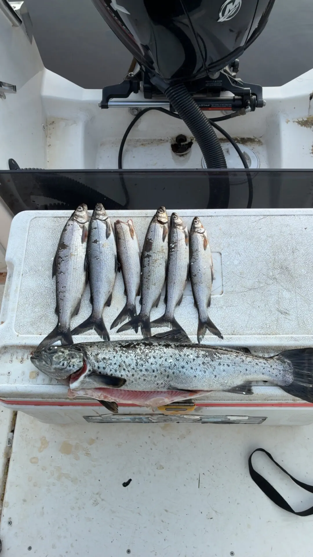 1,5 kg pituus 55cm taimen ja siikoja