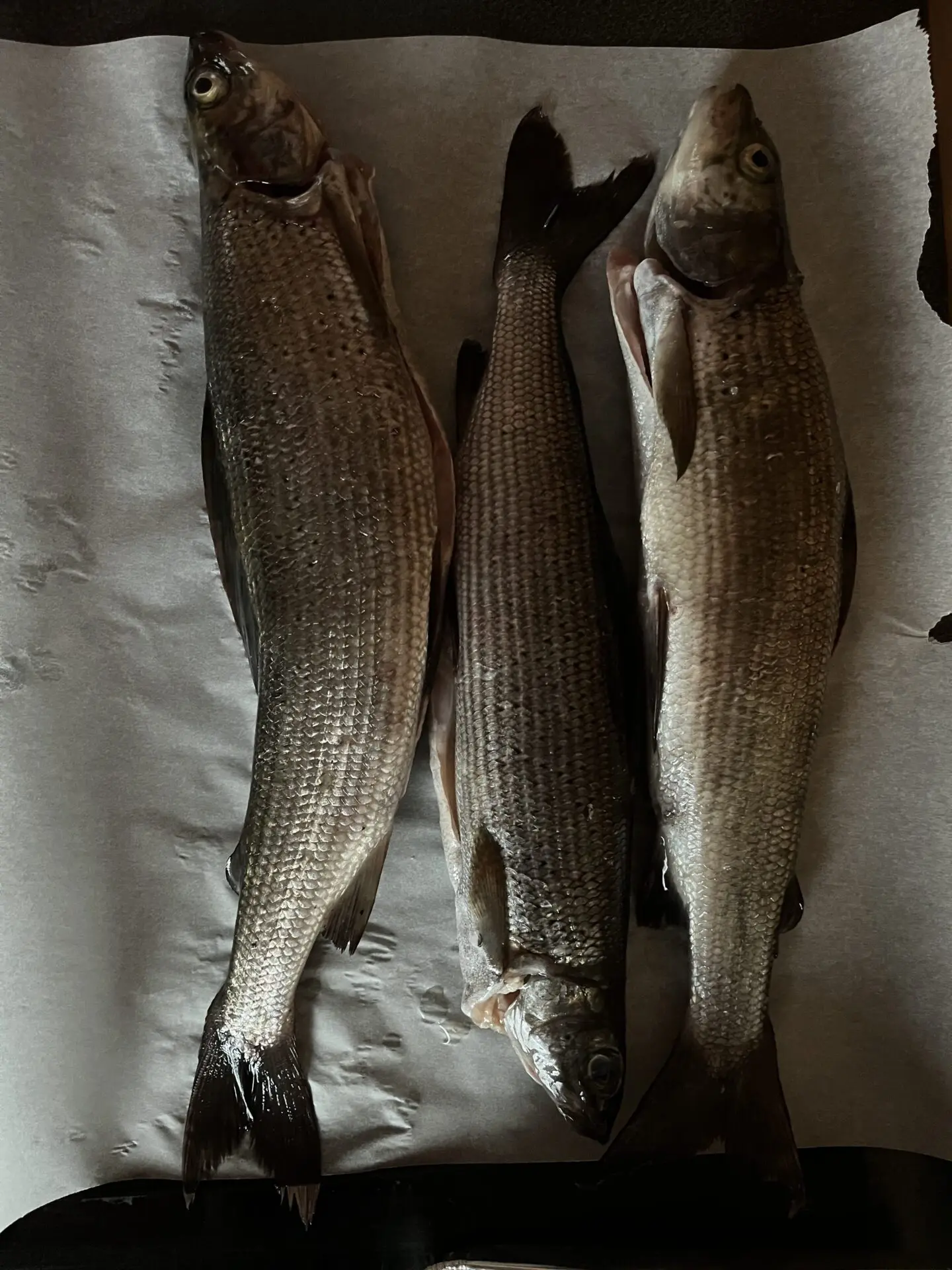 3 x 500 g