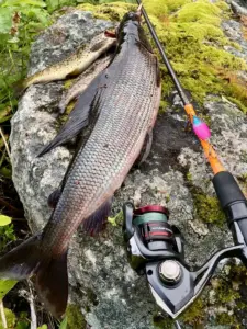 Yksityinen: Ivalojoen Harjus 45cm.