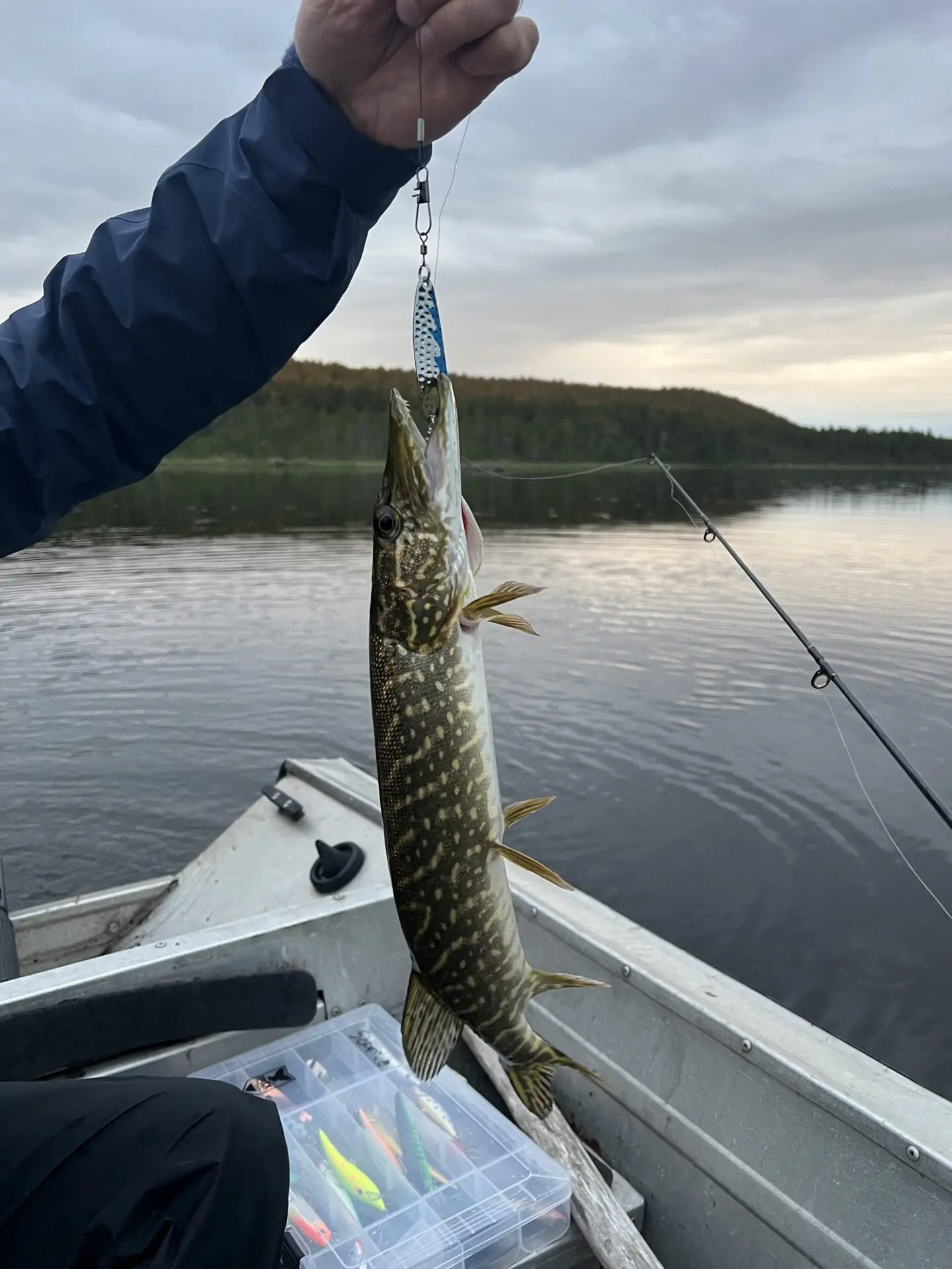1,5 kg hauki muddusjärveltä