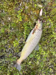 Mummon alushousuilla taimenta, Tuksulla Harria