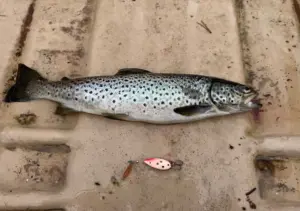 Inarinjärven taimen