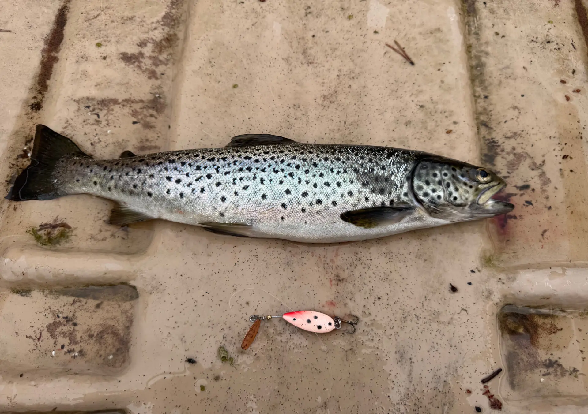 Inarinjärven taimen
