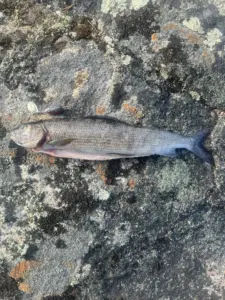 37 cm harjus inarilta