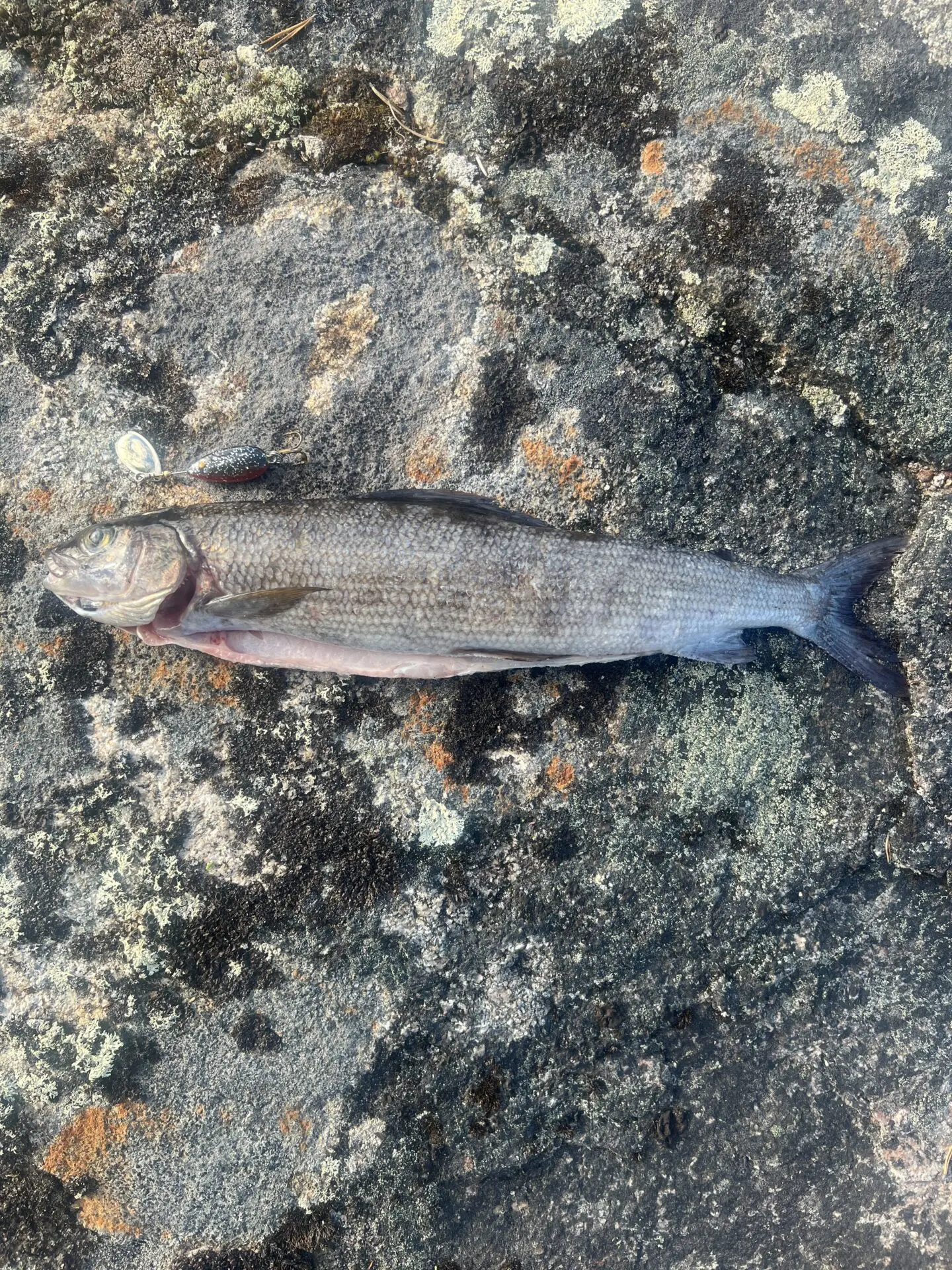 37 cm harjus inarilta