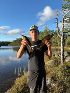 Jäätävät ahvenet Inarista!