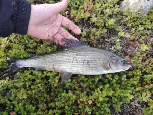 38cm harjus